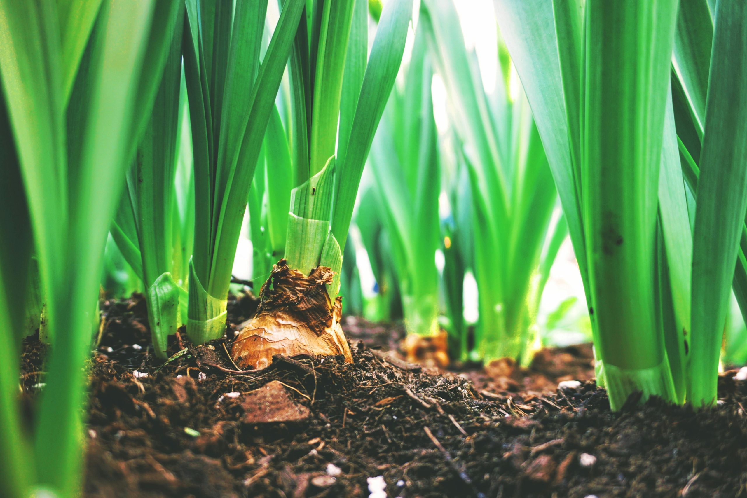 Sustainable Agriculture